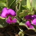 Dwarf Polygala - Photo (c) fayne, some rights reserved (CC BY-NC), uploaded by fayne