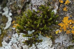 Lewinskya elegans