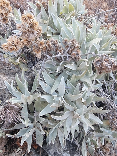 Helichrysum melaleucum, photograph 3