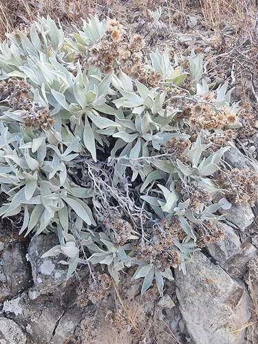 Helichrysum melaleucum, photograph 4