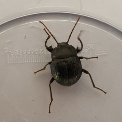 Accanthopus velikensis