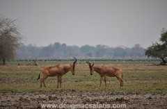 Alcelaphus buselaphus lelwel