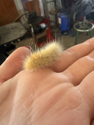 Virginian Tiger Moth