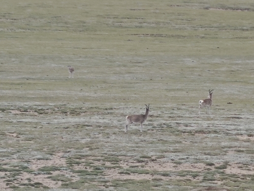 Tibetan Gazelle