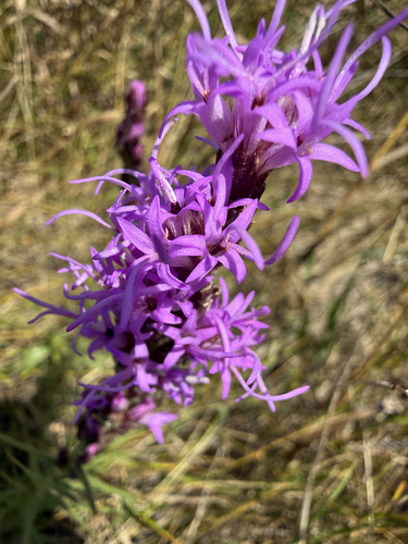 dotted gayfeather