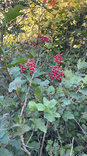 guelder-rose