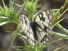 Melanargia occitanica