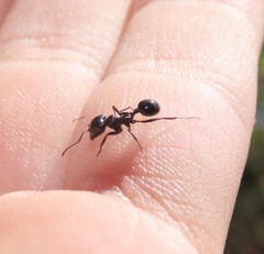 Messor ebeninus