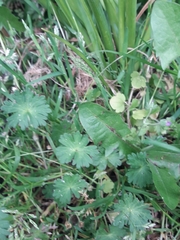Geranium molle