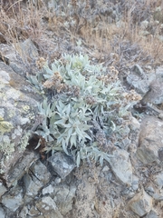 Helichrysum melaleucum, photograph (c) Vítor Jorge, some rights reserved (CC BY)