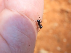 Messor ebeninus
