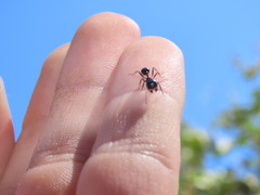 Messor ebeninus