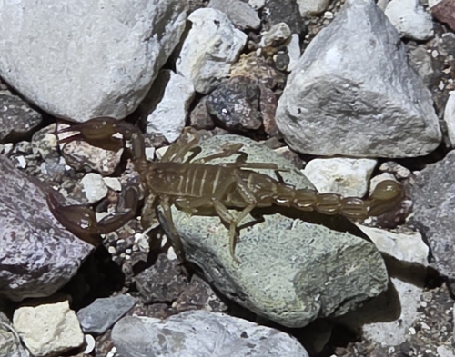 Pseudouroctonus apacheanus