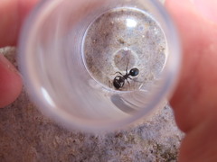 Messor ebeninus