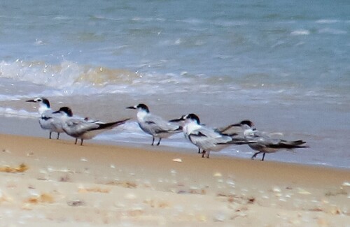 Common Tern
