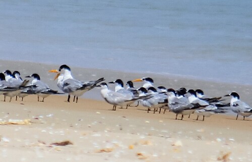 Lesser Crested Tern