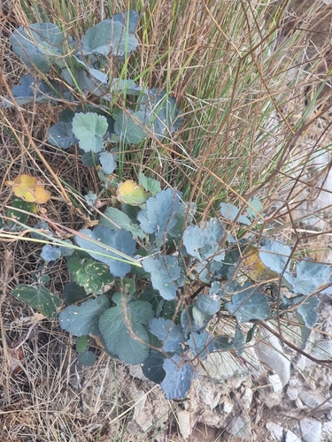 Crambe fruticosa
