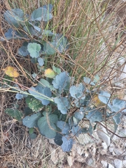 Crambe fruticosa