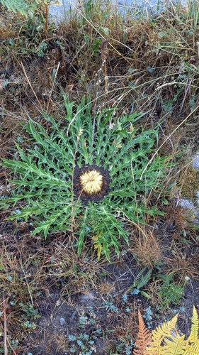 Carlina acanthifolia, photograph 5