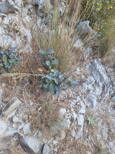 Crambe fruticosa, photograph 3