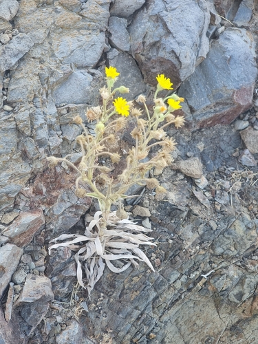 Andryala glandulosa