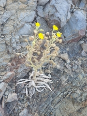 Andryala glandulosa