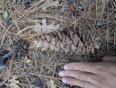 Pinus strobiformis, photograph (c) Cheng-Te Hsu, some rights reserved (CC BY)