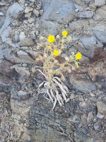 Andryala glandulosa, photograph 2
