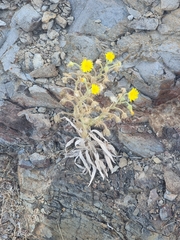 Andryala glandulosa, photograph (c) Vítor Jorge, some rights reserved (CC BY)