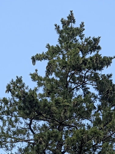 Pinus strobiformis, photograph 3