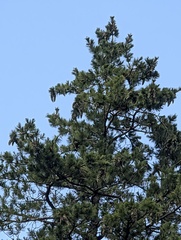 Pinus strobiformis, photograph (c) Cheng-Te Hsu, some rights reserved (CC BY)