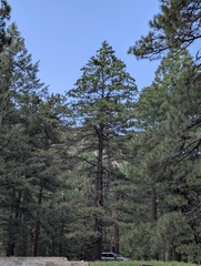 Pinus strobiformis, photograph (c) Cheng-Te Hsu, some rights reserved (CC BY)