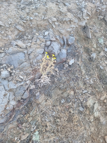 Andryala glandulosa, photograph 3