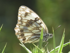 Melanargia occitanica
