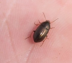 Amara aenea