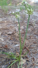 Allium canadense canadense