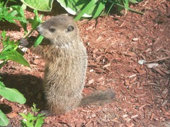 Marmota monax