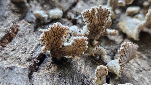 splitgill mushroom