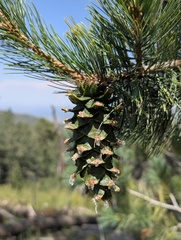 Pinus strobiformis, photograph (c) Cheng-Te Hsu, some rights reserved (CC BY)