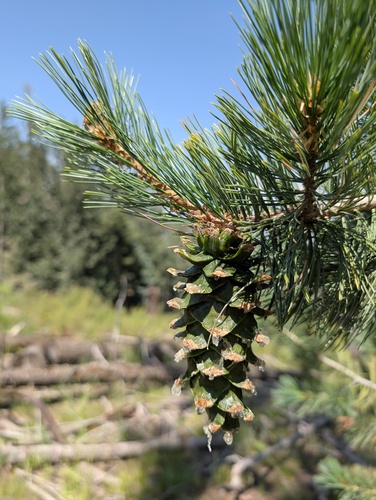 Pinus strobiformis