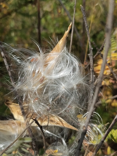common milkweed
