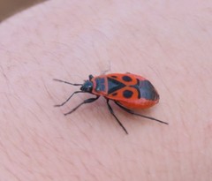 Pyrrhocoris apterus