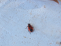 Pyrrhocoris apterus