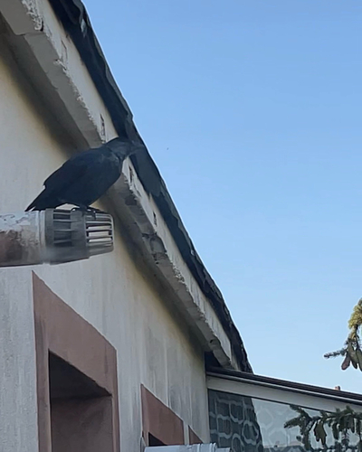 Eurasian Jackdaw