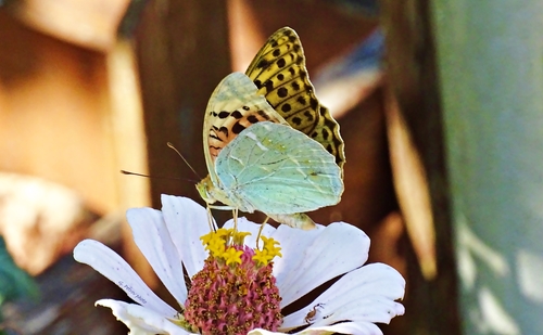 Cardinal Butterfly