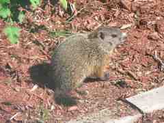 Marmota monax