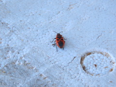 Pyrrhocoris apterus