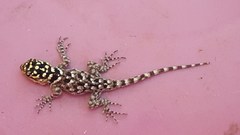 Sceloporus serrifer