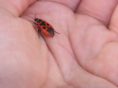 Pyrrhocoris apterus