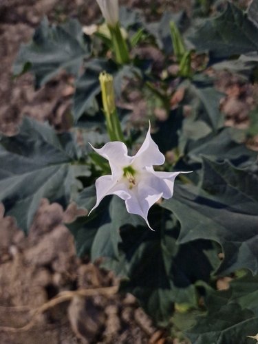jimsonweed